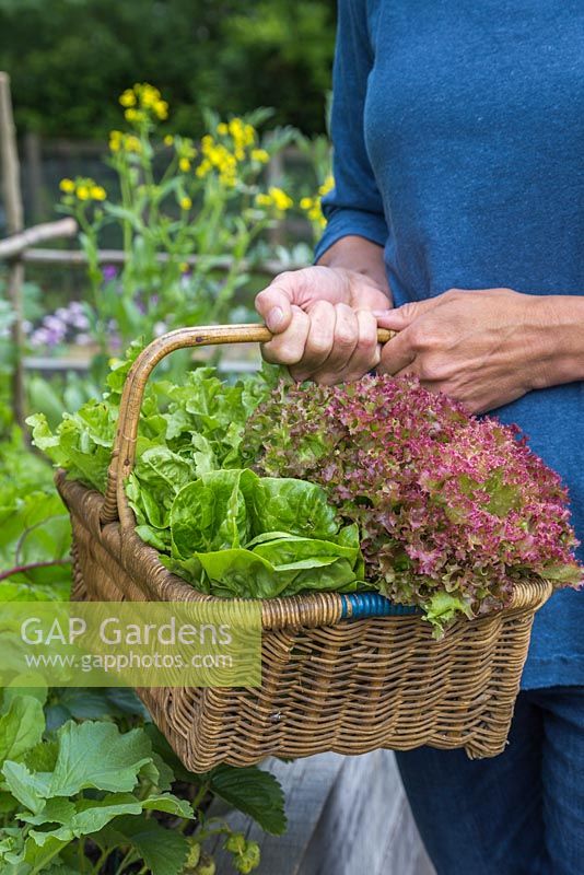 Woman carrying a wicker basket containing a variety of harvested Lettuce. Loose-leaf and Lollo Rossa