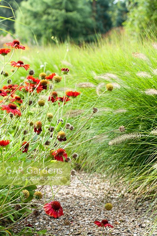 Summer borders. Gaillardia grandiflora 'Burgundy', Echinacea purpurea, Pennisetum alopecuroides 'Hameln'. Shell path.