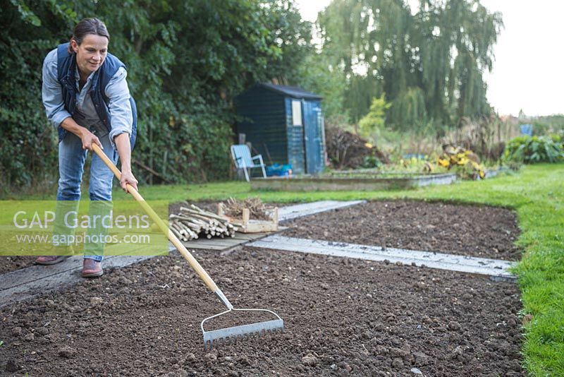 A woman raking the soil in allotment beds in preparation for sowing seeds and bulbs