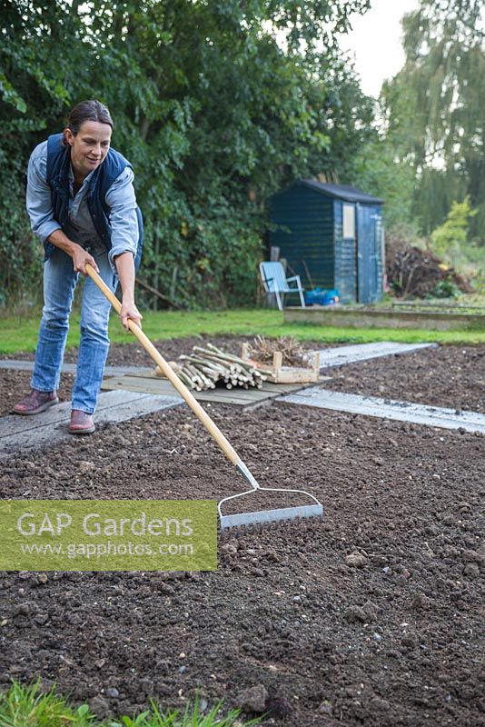 A woman raking the soil in allotment beds in preparation for sowing seeds and bulbs