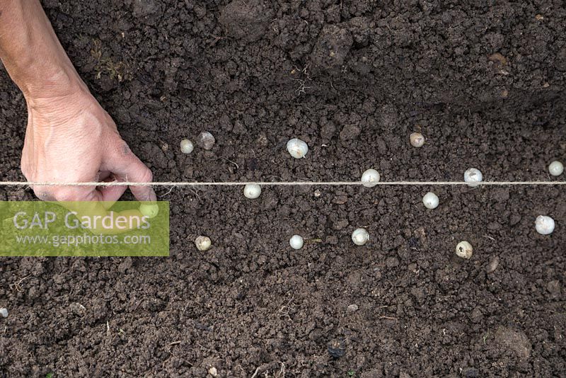 Using a string guide to plant bulbs in a shallow trench