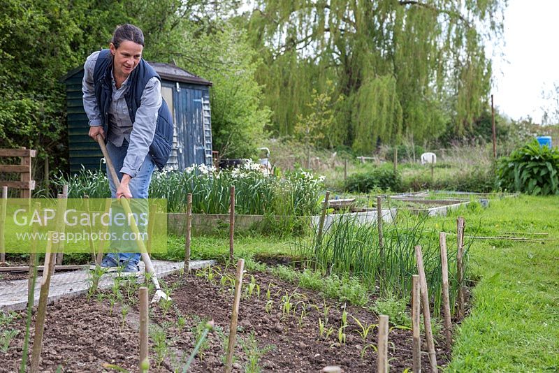 Woman hoeing the allotment beds to break up the surface and destroy weeds