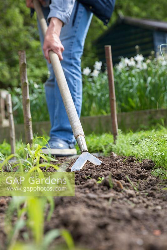 Hoeing the allotment beds to break up the surface and destroy weeds