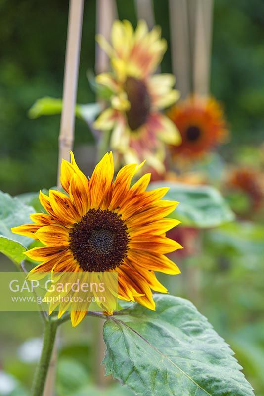 Helianthus annuus 'Harlequin'