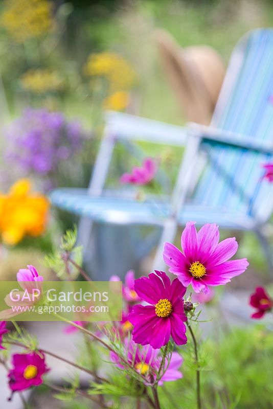 Cosmos bipinnatus 'Versailles Tetra' with a view to a deckchair with cut flowers