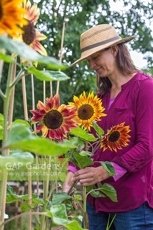 A woman cutting Helianthus annuus 'Harlequin' flowers