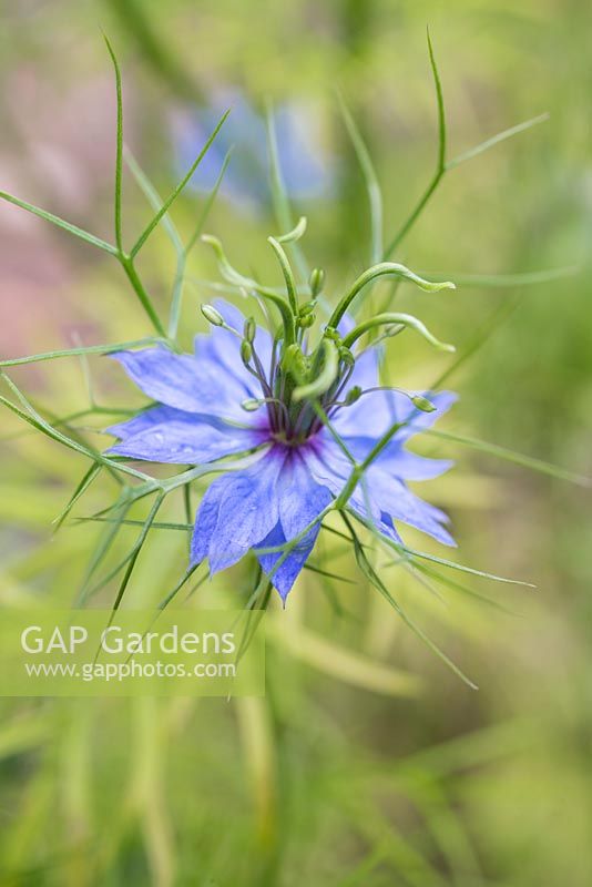 Nigella damascena