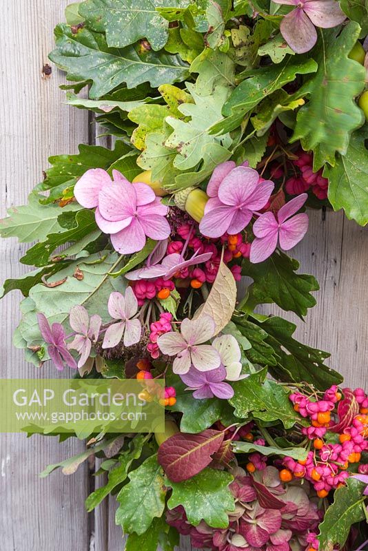 Detail of materials used for autumnal wreath. Featuring Oak - Quercus robur, Spindle - Euonymus and Hydrangea flowers