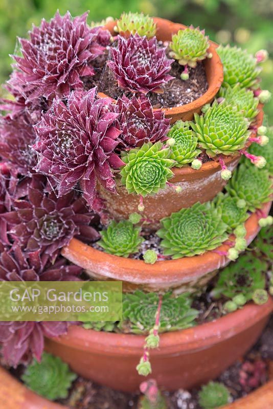 Sempervivum display in layered terracotta pots