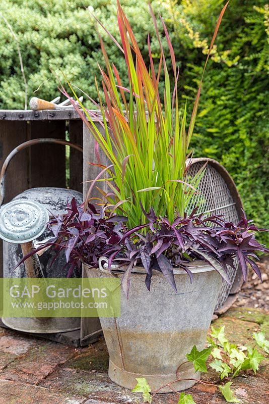 Metal bucket planted with Ipomoea batatas 'Bright Ideas Black' - Bright Ideas Series and Imperata cylindrica 'Red Baron'