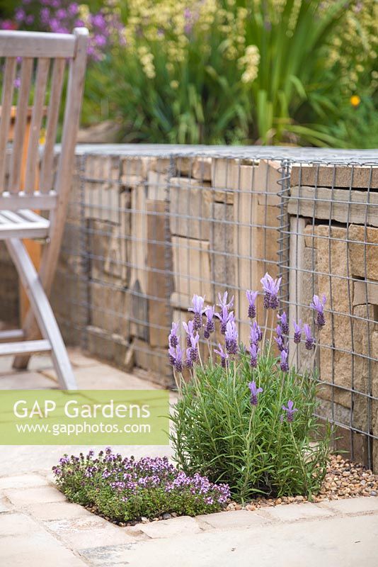 Small gravel bed in a patio containing Lavender and Thyme, beside a gabion wall