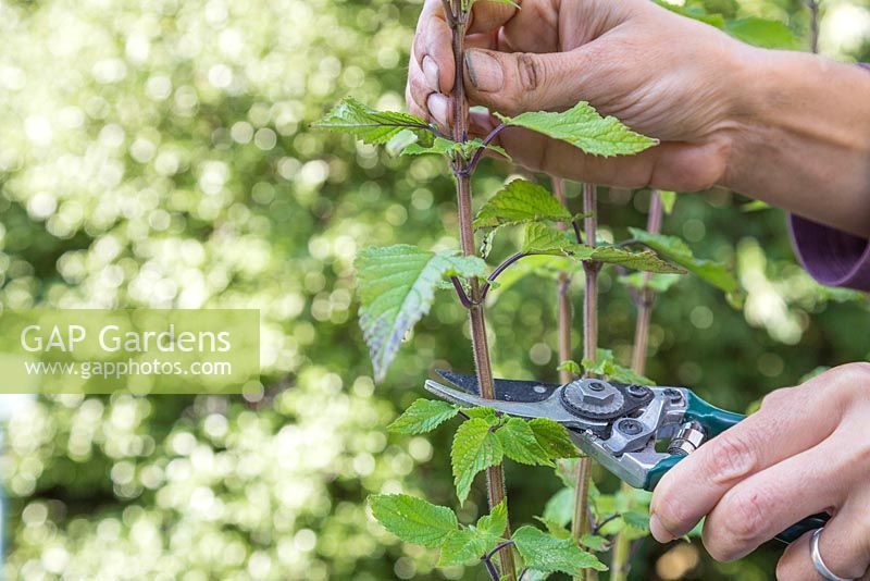 Taking softwood cuttings of Salvia 'Amistad'