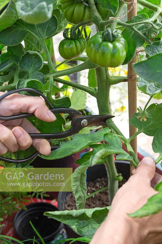 Removing the lower leaves from Tomato 'Marmande' plants, to ensure a healthy air flow
