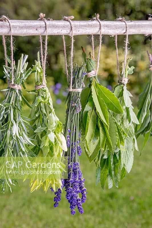 Drying a selection of herbs outside on a wooden beam. Rosemary, Oregano, Lavender and Bay leaves