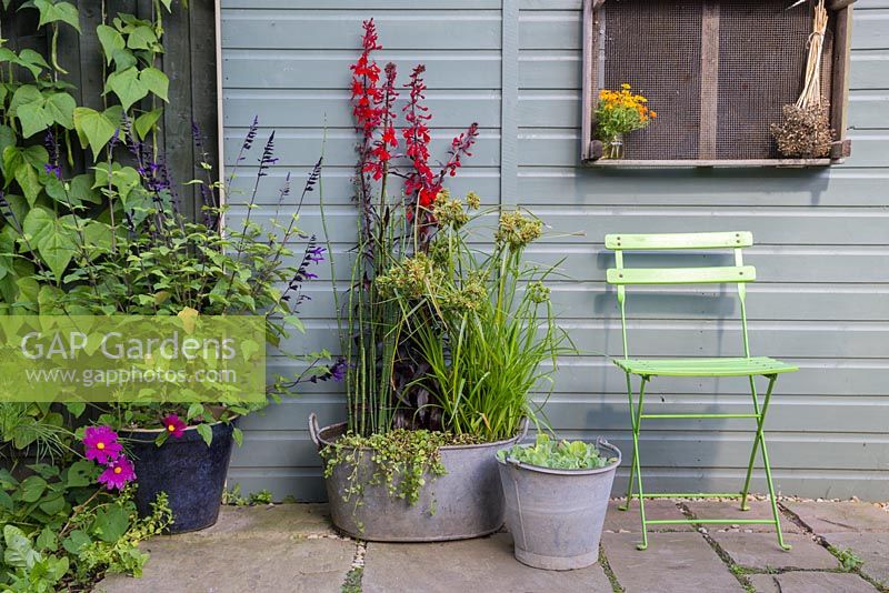 A miniature bog garden in a tin bath. Planted with Lobelia cardinalis 'Queen Victoria', Cyperus and Equisetum japonicum