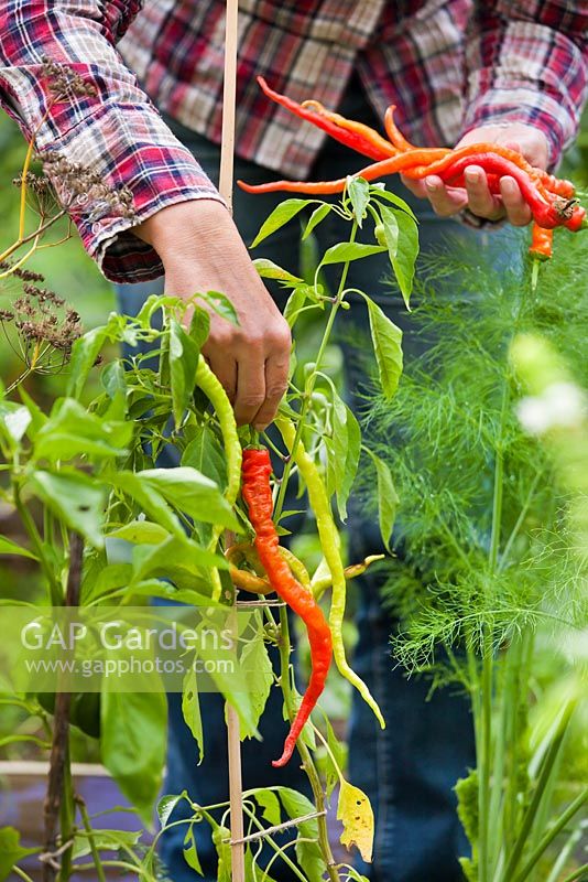 Woman picking peppers grown in container
