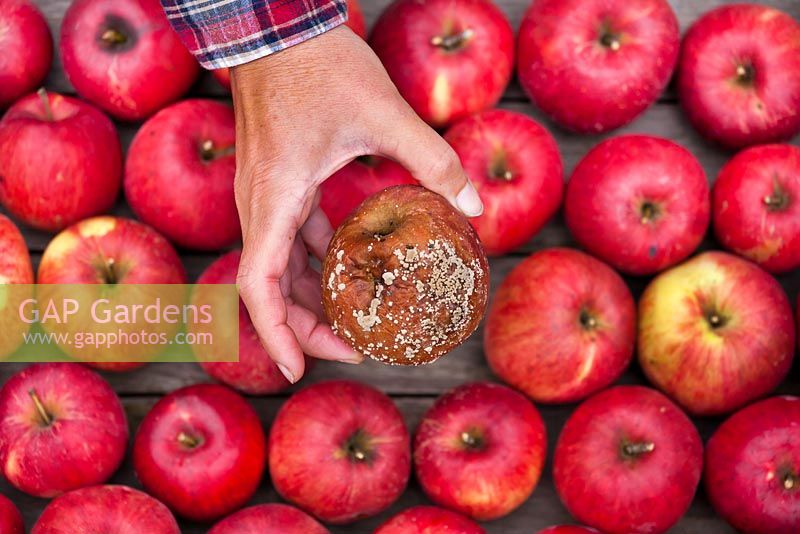 Stored apples with one rotten fruit need to be removed.