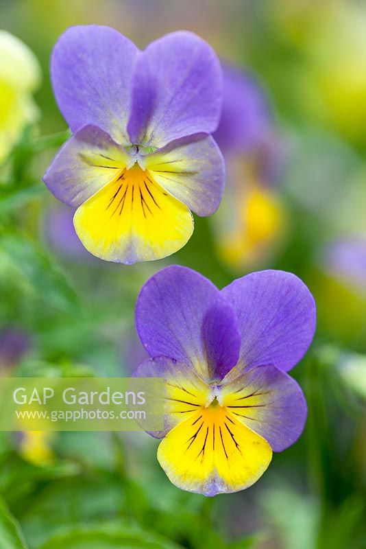 Viola 'Laura' Bonnie Lassies series. Close up of variegated yellow and purple flowers.