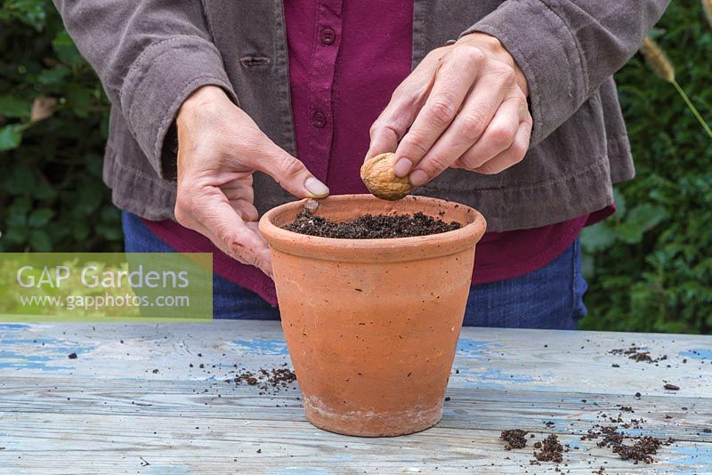 Planting an English Walnut - Juglans regia into a terracotta pot