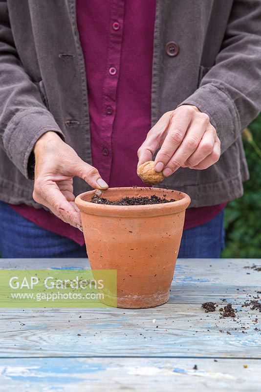 Planting an English Walnut - Juglans regia into a terracotta pot