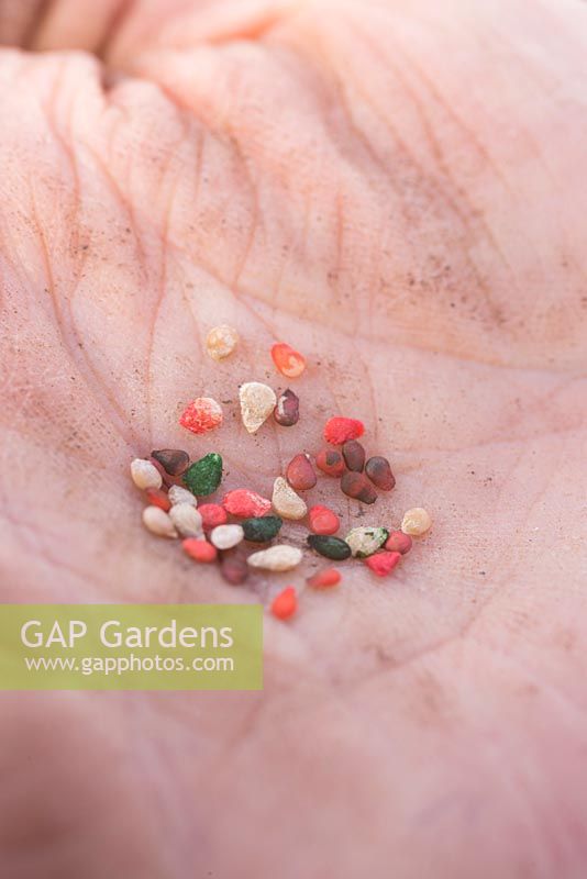 Tomato 'Garden Candy' seeds in hand