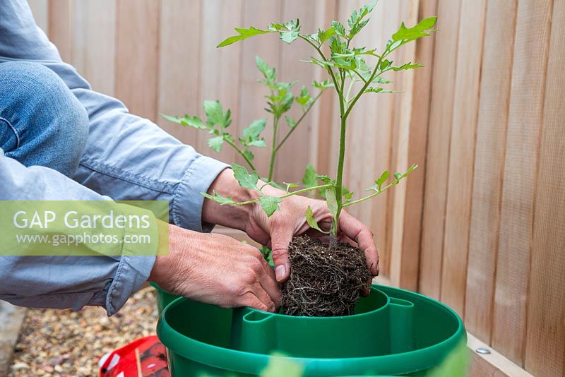 Potting on Tomato 'Garden Candy' plants into grow bags with plant halos