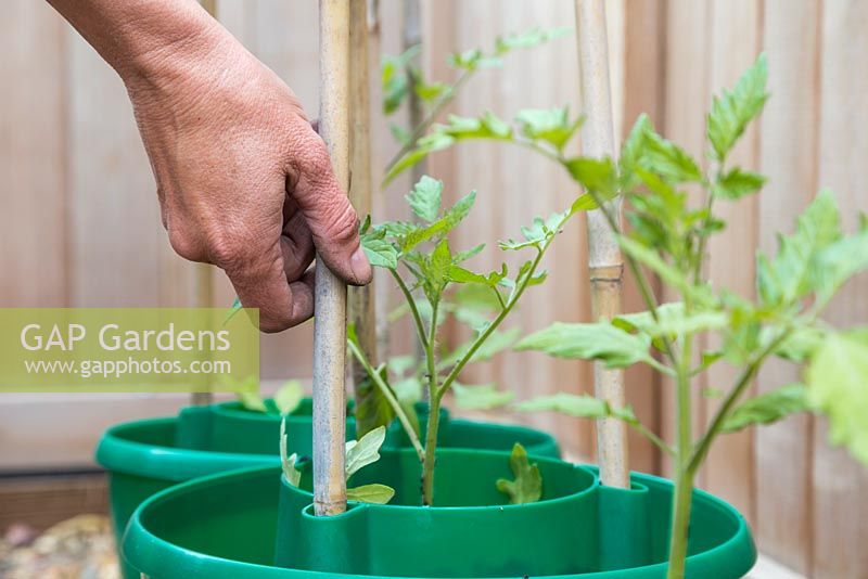 Inserting garden canes into the plant halos for growing support