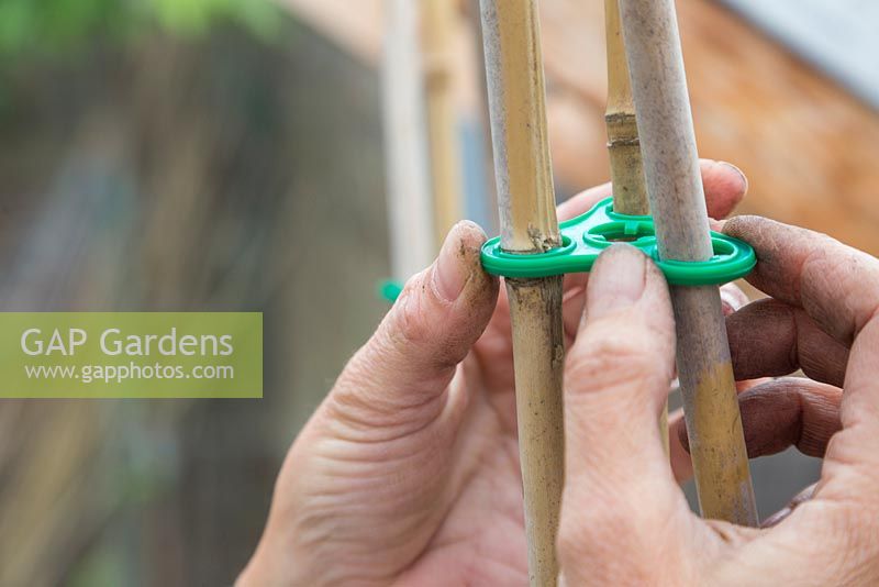 Securing the garden canes together with a plastic clip