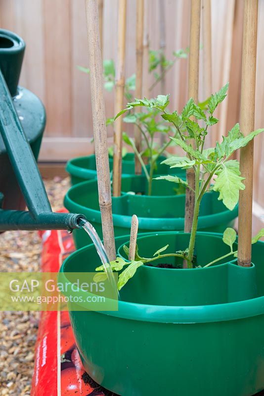 Watering Tomato 'Garden Candy' plants in grow bags