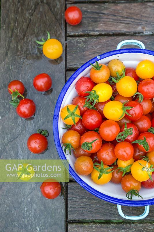 Tomato 'Garden Candy' in enamel bowl on wooden surface