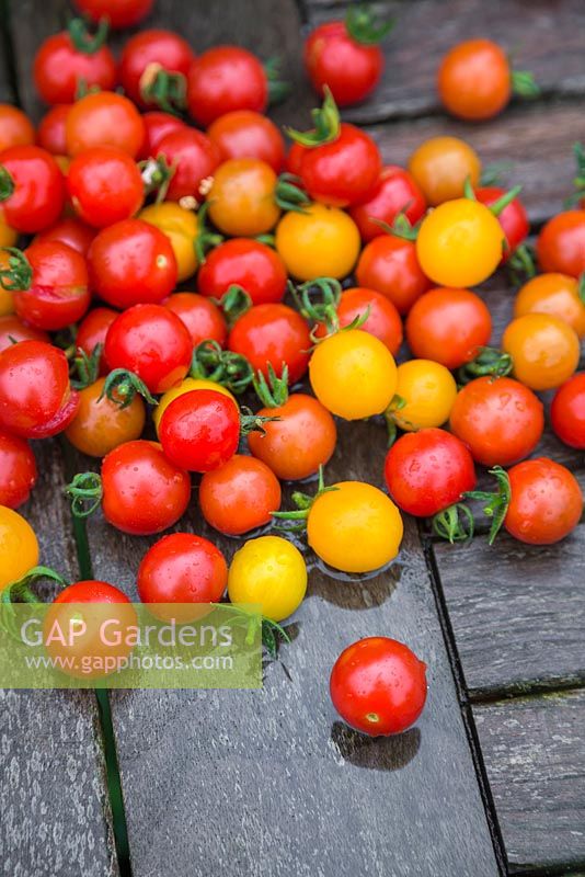Tomato 'Garden Candy' on wooden surface