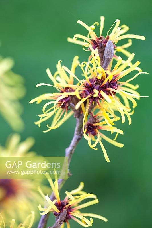 Hamamelis mollis 'Imperialis' Witch Hazel, Winterbloom. Shrub, January. Close up of scented yellow flowers.