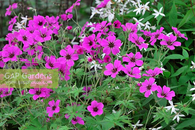 Geranium 'Patricia'