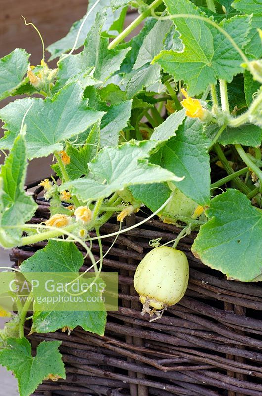 Cucumber growing in a wicker container - The Burgon and Ball Garden, RHS Hampton Flower Show 2011