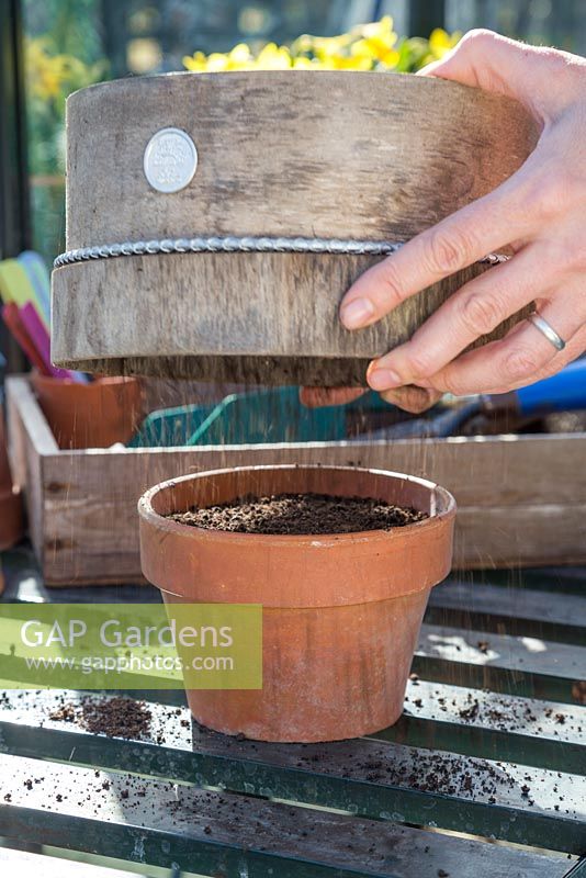 Using garden riddle to add a fresh layer of compost to freshly sown seeds