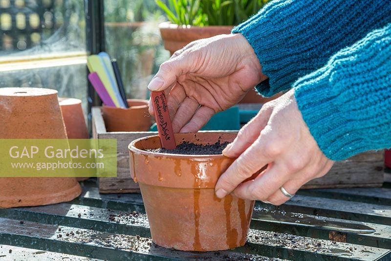 Adding plant label for Tomato 'Gardener's Delight'