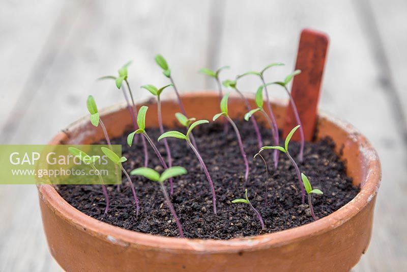 Growth development of Tomato 'Gardener's Delight' seedlings