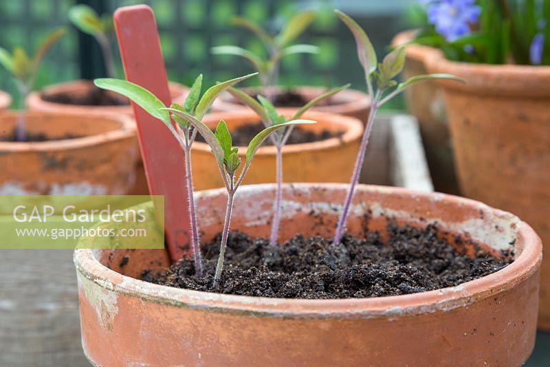 Tomato 'Gardener's Delight' seedlings ready for pricking out