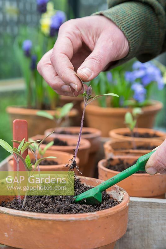 Pricking out Tomato 'Gardener's Delight' seedlings