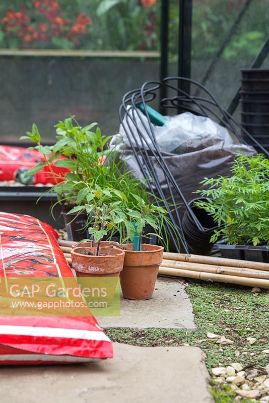 Materials required for potting on Tomato 'Gardener's Delight' into grow bags