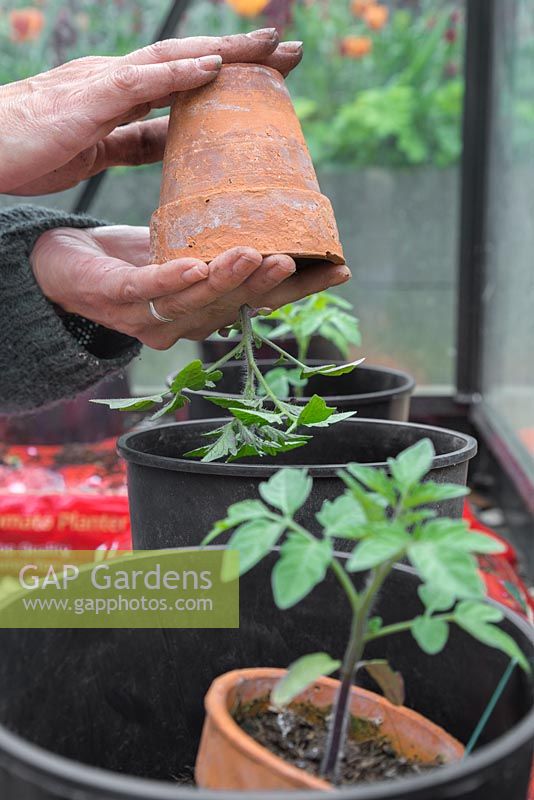 Potting on Tomato 'Gardener's Delight' into grow bags