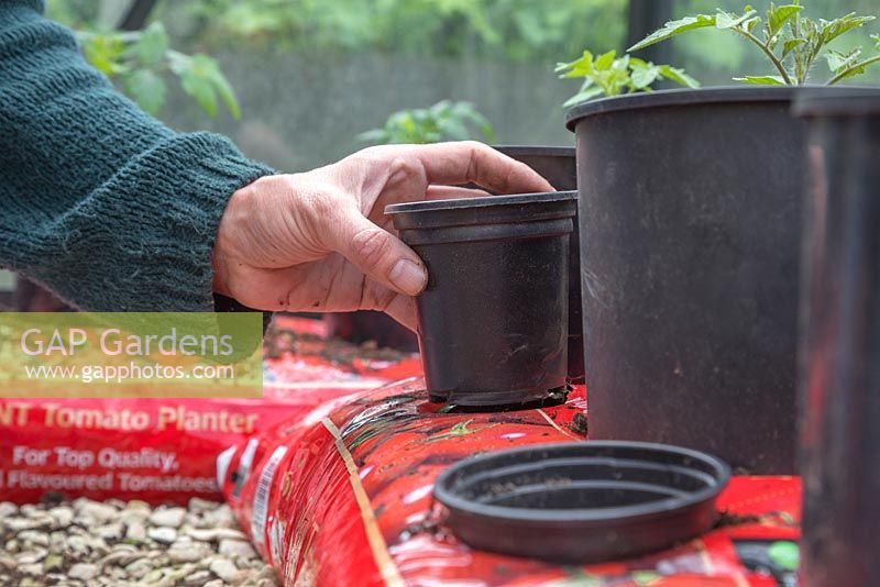 Adding small pots to Tomato grow bags to be used as watering holes