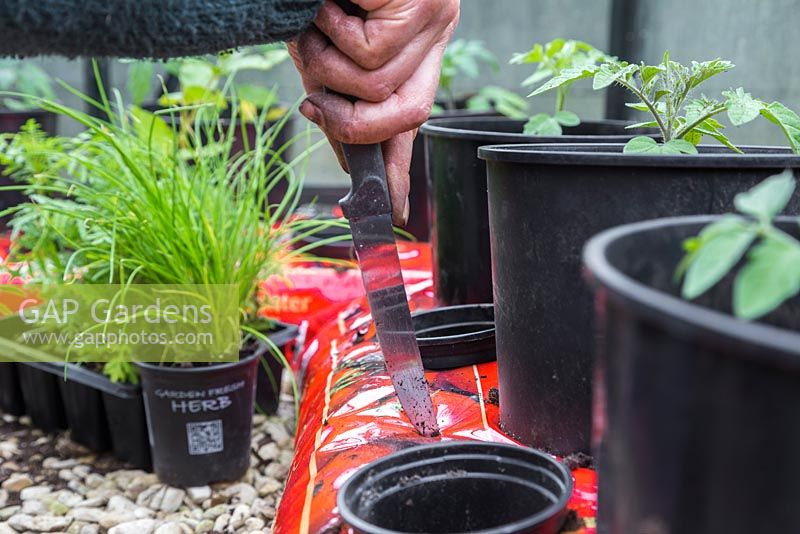 Creating holes in Tomato grow bags for inserting companion plants