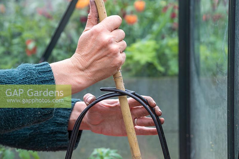 Inserting garden cane through tomato grow bag frame