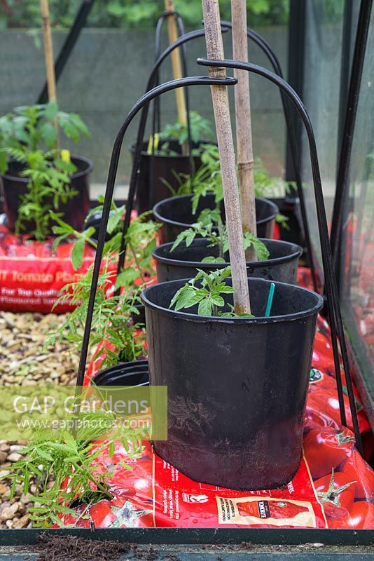 Tomato 'Gardener's Delight' with companion planting of Marigold 'Lemon Gem' - Tagetes tenuifolia, Garden Mint - Mentha spicata and Garlic Chives - Allium tuberosum