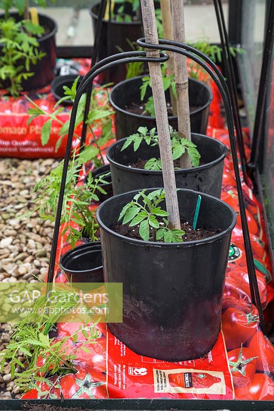 Tomato 'Gardener's Delight' with companion planting of Marigold 'Lemon Gem' - Tagetes tenuifolia, Garden Mint - Mentha spicata and Garlic Chives - Allium tuberosum