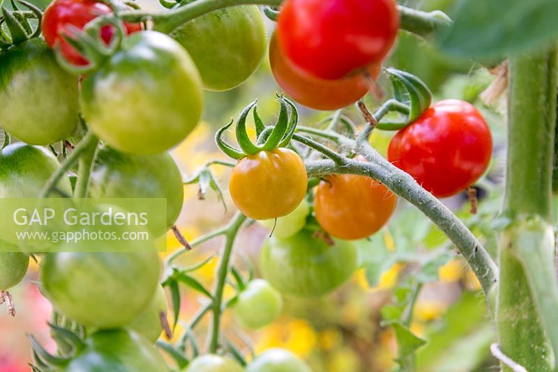 Tomato 'Gardener's Delight'