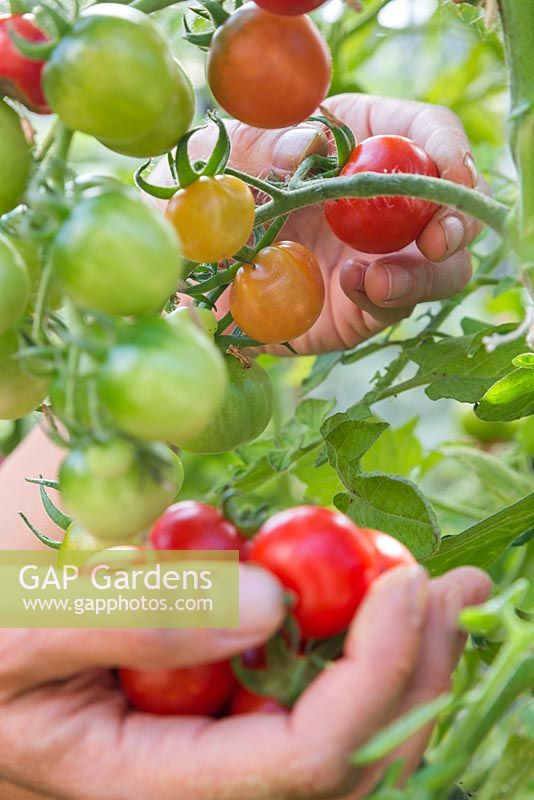 Harvesting Tomato 'Gardener's Delight'