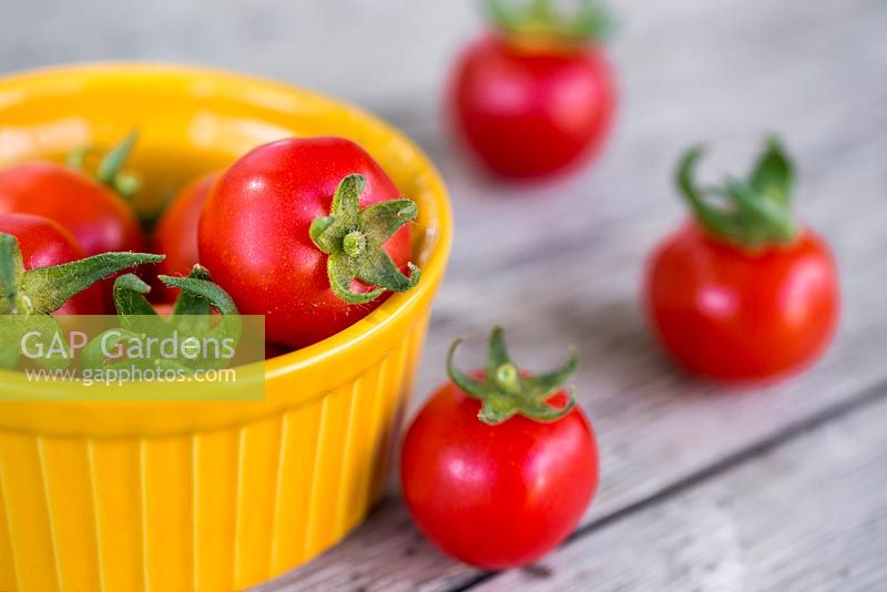 Harvested Tomato 'Gardener's Delight' in yellow dish