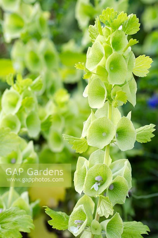 Molucella laevis - Bells of Ireland